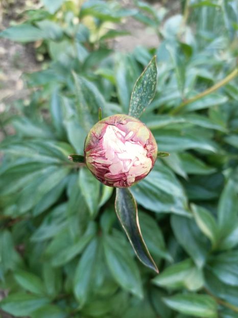 IMG20240511200529 - A doua grădină 2