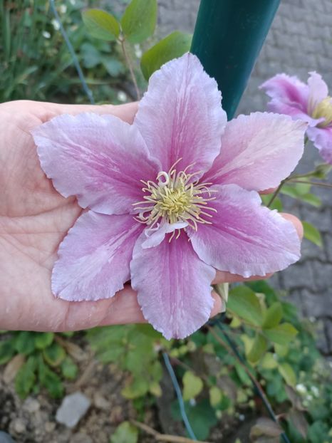 Img.2024.05.11 - A doua grădină 2