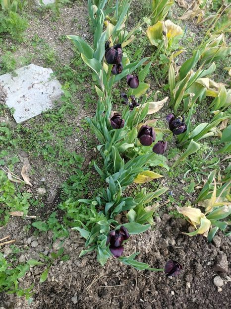 Img.2024.05.11 - A doua grădină 2