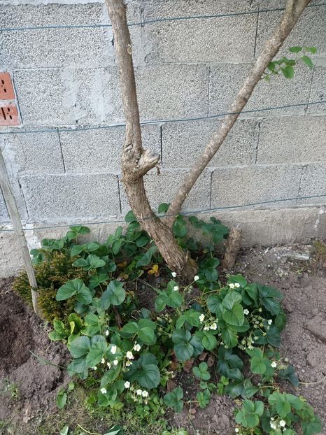 Img.2024.05.11 - A doua grădină 2