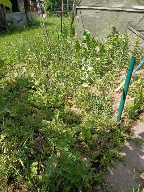 Img.2024.06.08 - A doua grădină 2