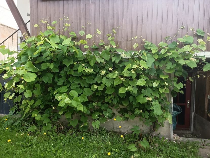 Img.2024.06.08 - A doua grădină 2