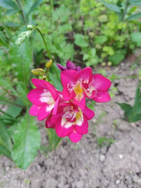 Img.2024.06.08 - A doua grădină 2