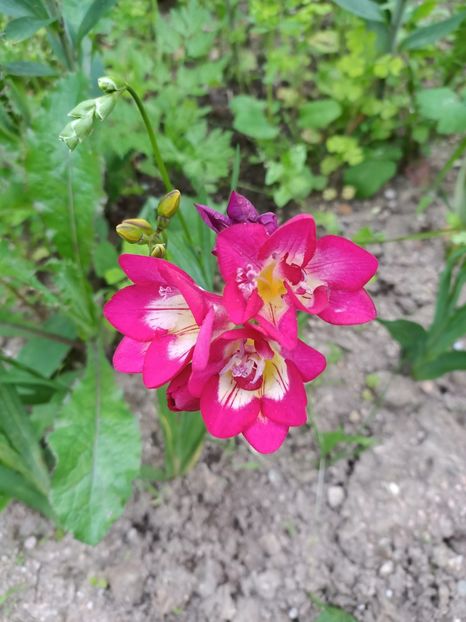 Img.2024.06.08 - A doua grădină 2