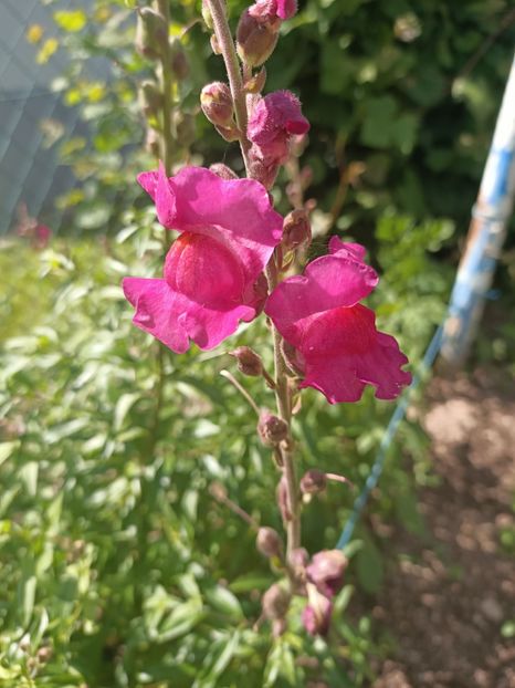 Img.2024.06.15 - A doua grădină 2