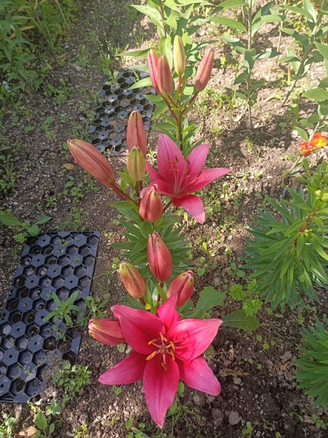 IMG.2024.06.15 - A doua grădină 2