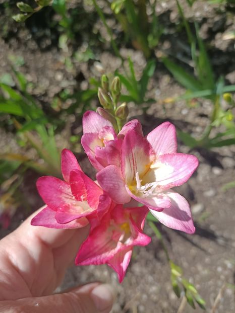 Img.2024.06.15 - A doua grădină 2