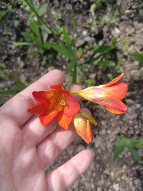 Img.2024.06.15 - A doua grădină 2