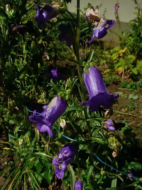 Img.2024.06.15 - A doua grădină 2