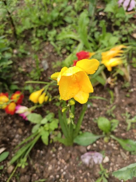 Img.2024.06.22 - A doua grădină 2
