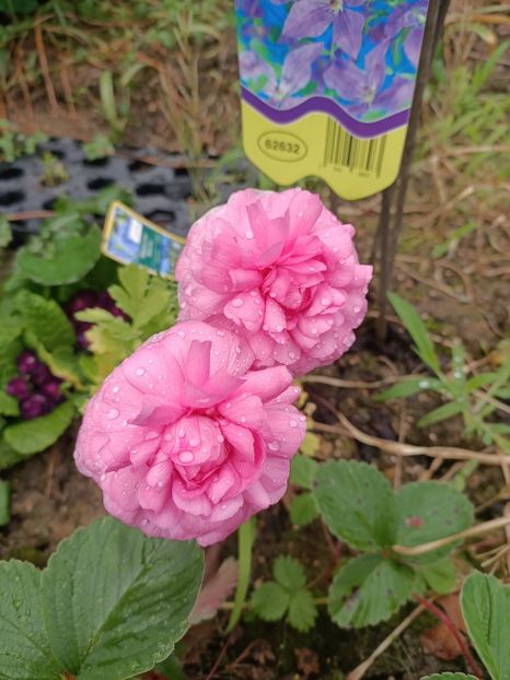 Img.2024.06.22-Ranunculus - A doua grădină 2