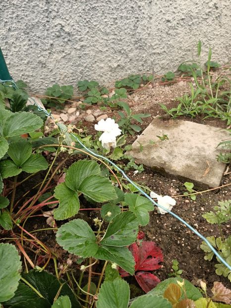 Img.2024.06.22 - A doua grădină 2
