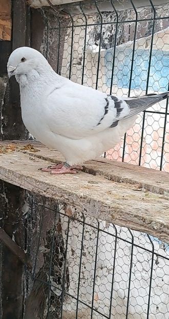 Screenshot_20241218_170005_Gallery - VOIAJOR ROMANESC DE FRUMUSETE MASCULI