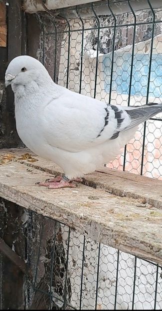 Screenshot_20241218_170023_Gallery - VOIAJOR ROMANESC DE FRUMUSETE MASCULI