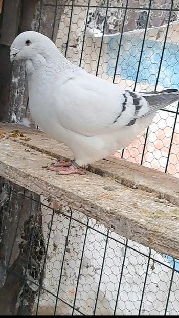 Screenshot_20241218_165928_Gallery - VOIAJOR ROMANESC DE FRUMUSETE MASCULI