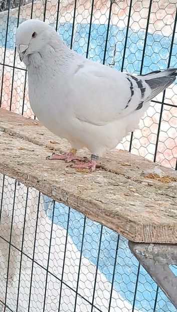 Screenshot_20241218_165818_Gallery - VOIAJOR ROMANESC DE FRUMUSETE MASCULI