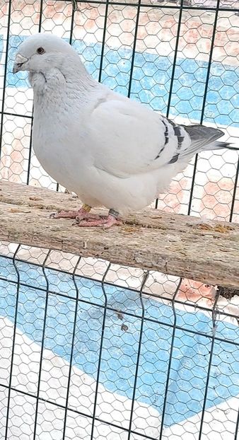 Screenshot_20241218_162345_Gallery - VOIAJOR ROMANESC DE FRUMUSETE MASCULI