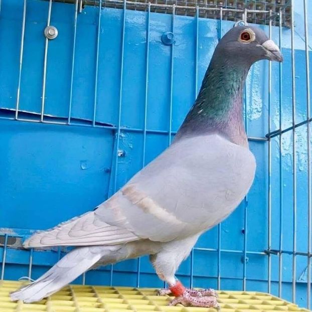  - Nu îmi aparțin 8