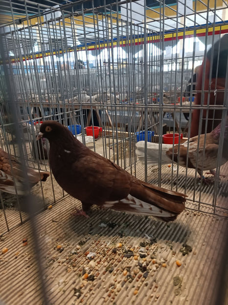 Națională - Primul campion