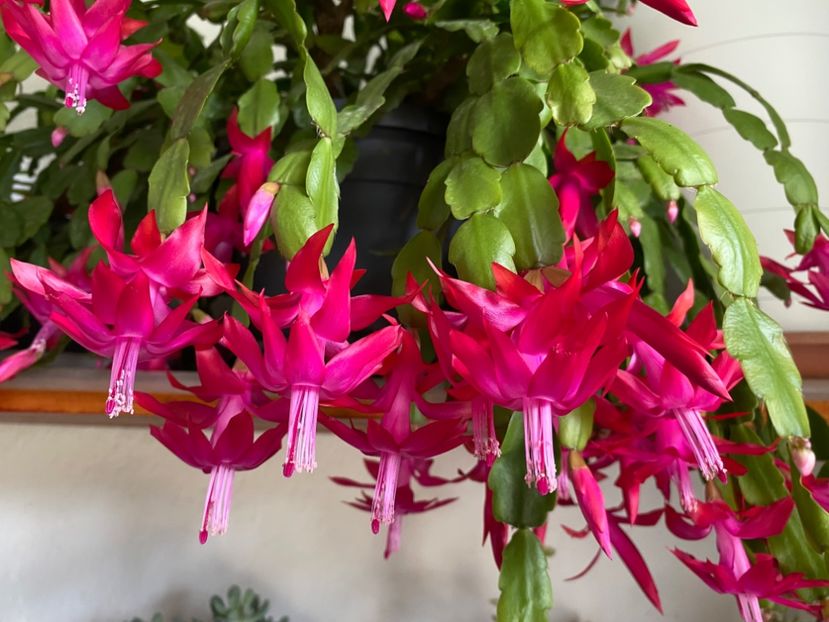  - Zygocactus truncatus