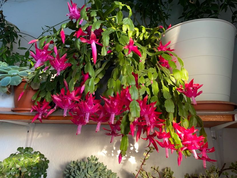  - Zygocactus truncatus