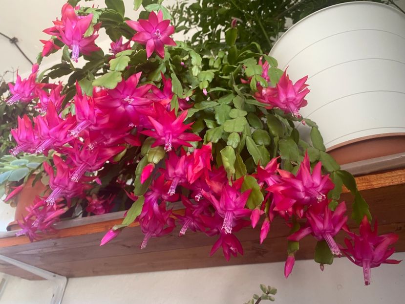  - Zygocactus truncatus