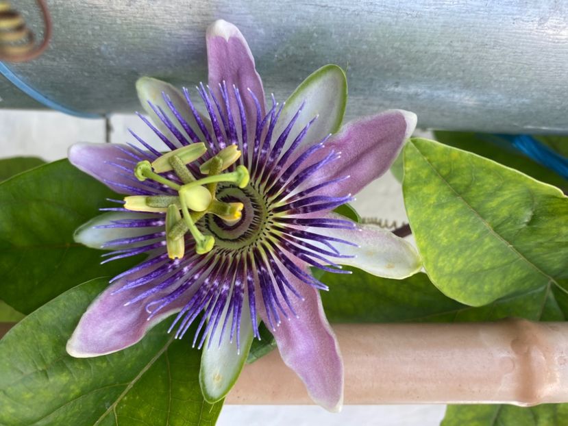  - Passiflore 2024