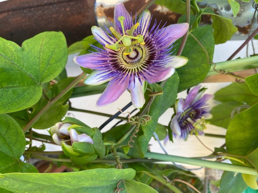  - Passiflore 2024
