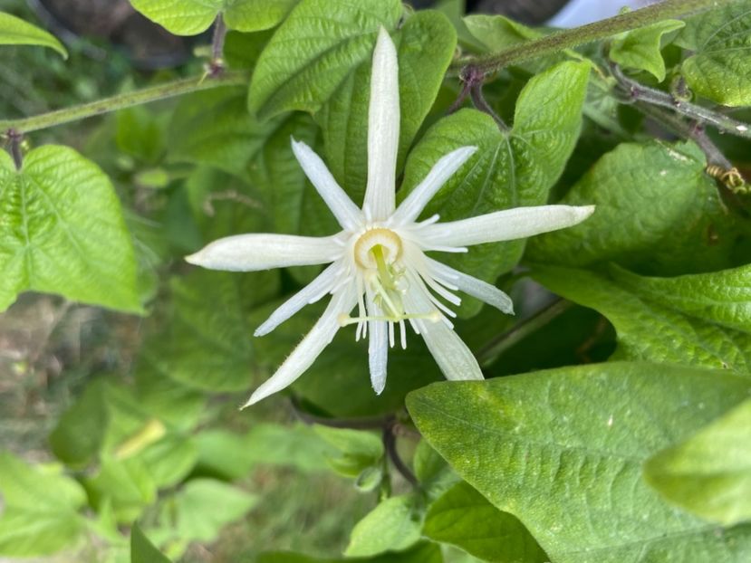  - Passiflore 2024