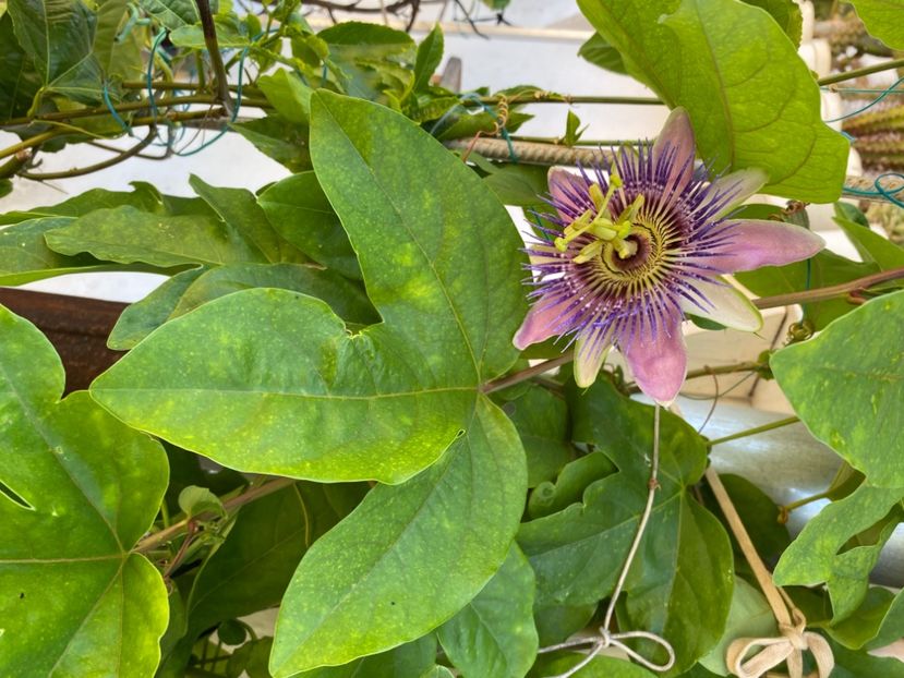  - Passiflore 2024