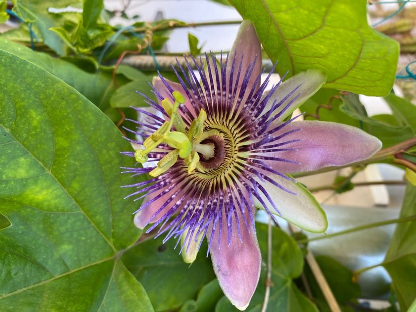  - Passiflore 2024