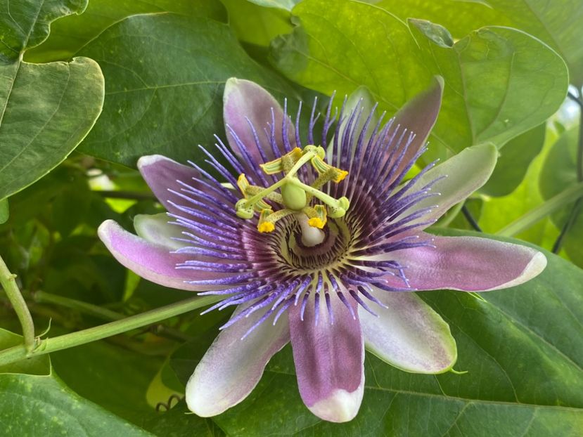  - Passiflore 2024
