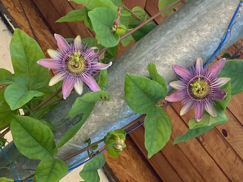  - Passiflore 2024