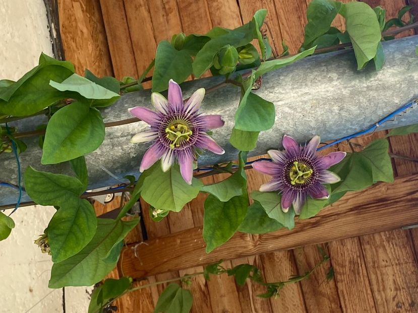  - Passiflore 2024