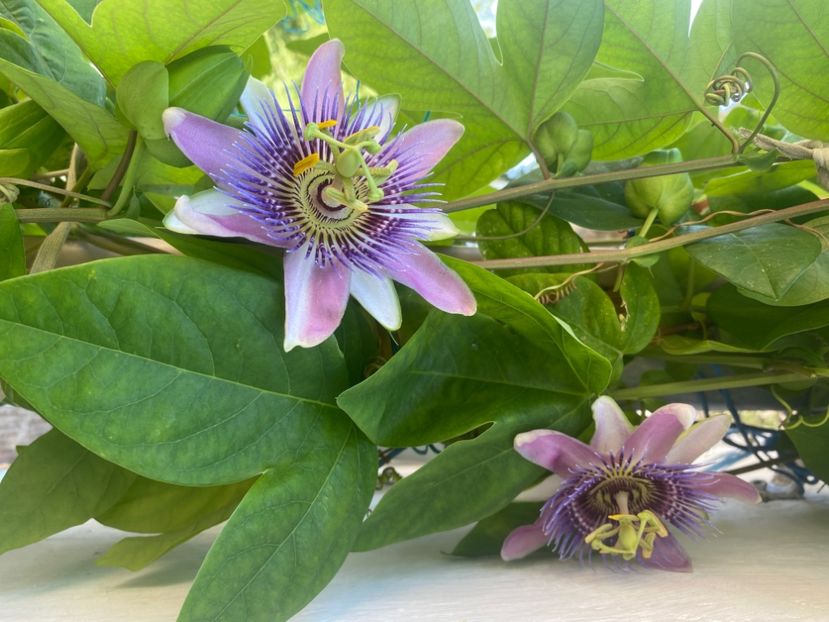  - Passiflore 2024