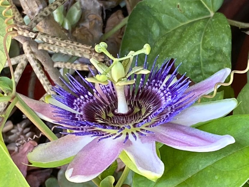  - Passiflore 2024