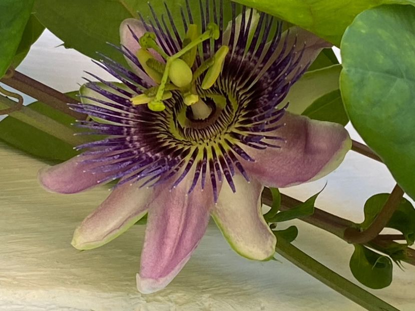  - Passiflore 2024