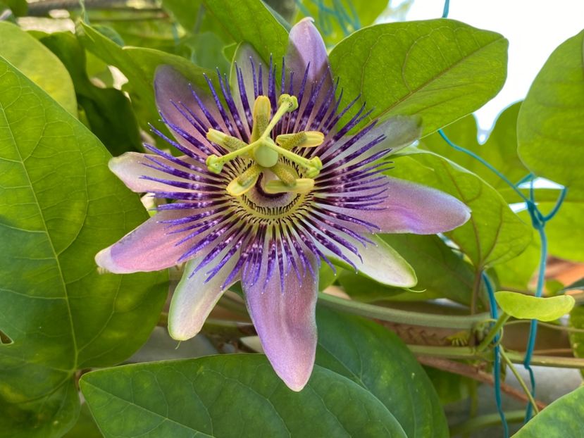  - Passiflore 2024