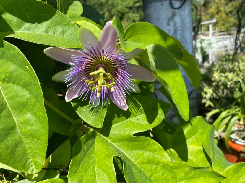  - Passiflore 2024