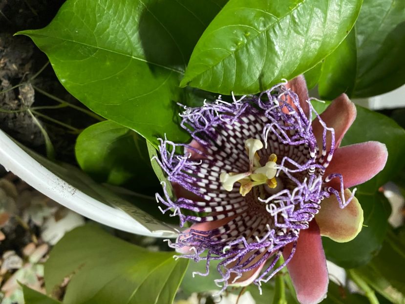  - Passiflore 2024