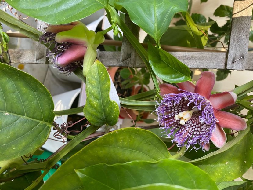  - Passiflore 2024