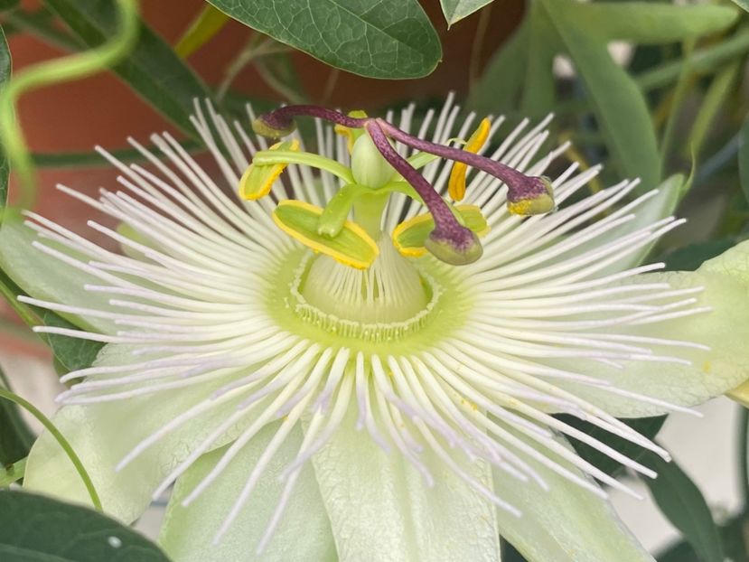  - Passiflore 2024