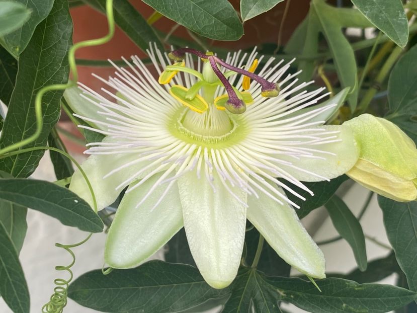  - Passiflore 2024