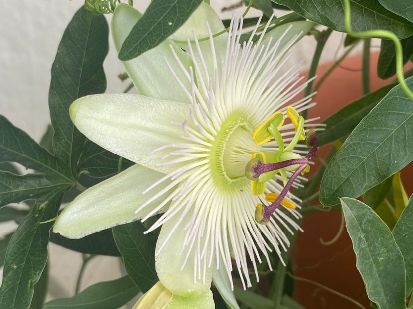  - Passiflore 2024