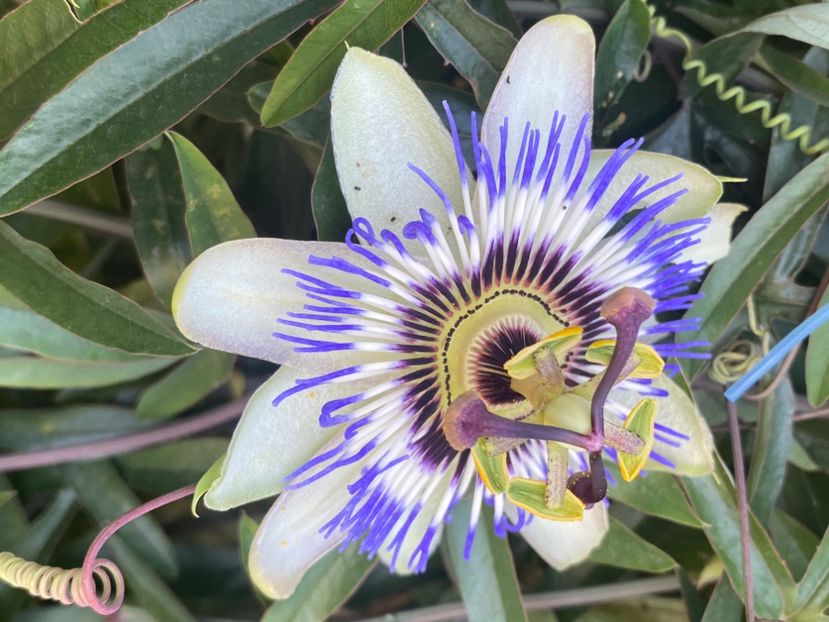  - Passiflore 2024