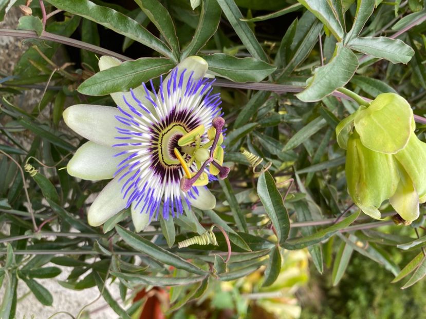  - Passiflore 2024