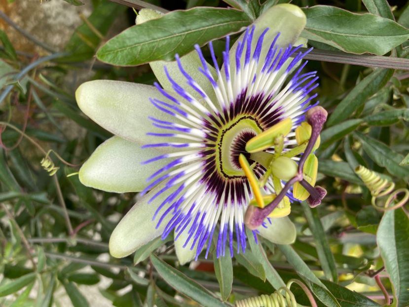  - Passiflore 2024