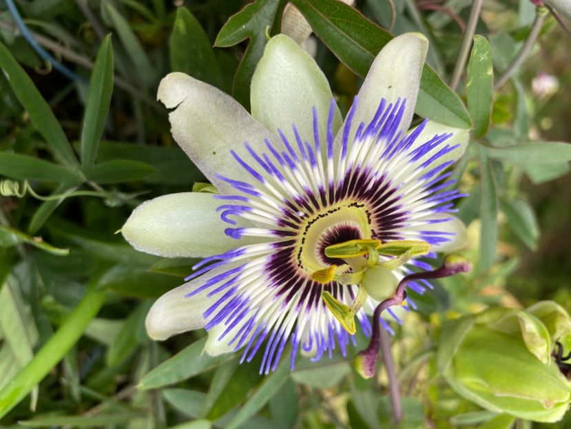  - Passiflore 2024