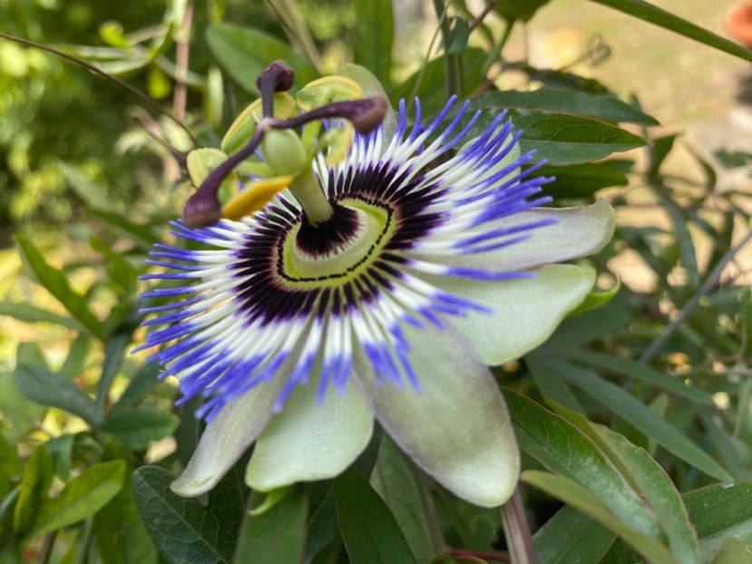  - Passiflore 2024