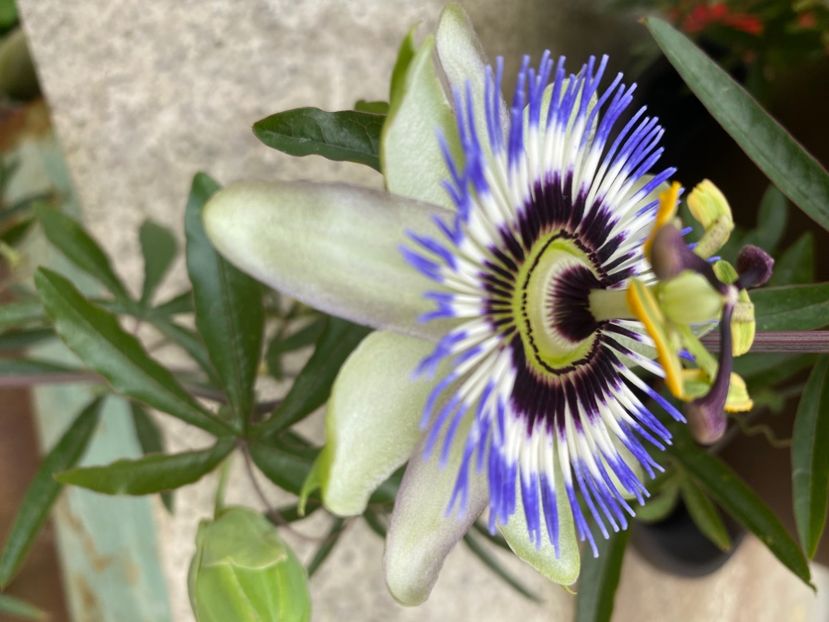  - Passiflore 2024
